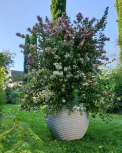 Abelia chinensis Autumn Festival PBR