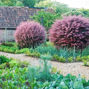 Berberis thunbergii Harlequin 1