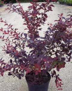 Dracila (Berberis x ottawensis) 'Auricoma' 40-60 cm 4 Berberis x ottawensis Auricoma 1