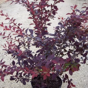 Dracila (Berberis x ottawensis) 'Auricoma' 40-60 cm