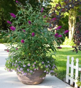 Liliac (Buddleja) 'Miss Ruby' PBR 4 Buddleja Miss Ruby PBR