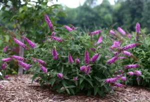 Buddleja Pink Micro Chip PBR
