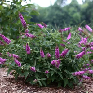 Liliac (Buddleja )'Pink Micro Chip' PBR