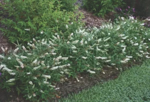 Buddleja White Chip PBR 1