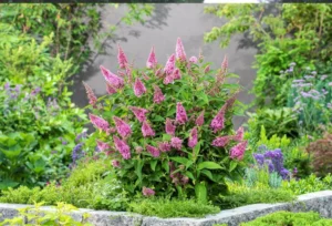 Buddleja davidii Butterfly Candy Little Pink PBR