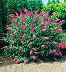 Liliac (Buddleja davidii )Pink Delight 4 Buddleja davidii Pink Delight
