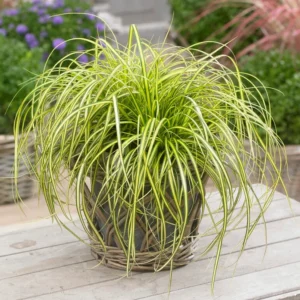 Carex oshimensis Eversheen