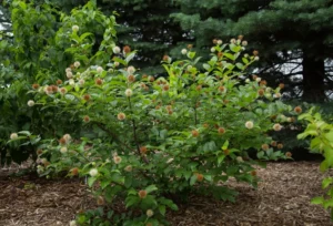 Cephalanthus occidentalis Fiber Optics PBR