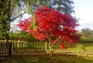 Cercidiphyllum japonicum Magma PBR 1
