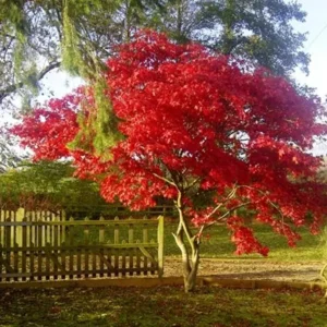 Cercidiphyllum japonicum 'Magma' PBR
