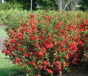 Chaenomeles speciosa Mango Storm PBR 1