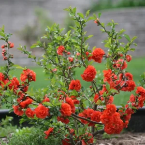 Chaenomeles speciosa 'Mango Storm' PBR