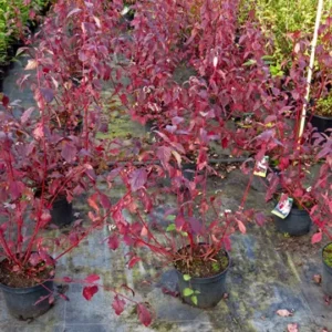 Cornus alba 'Siberian Pearls'