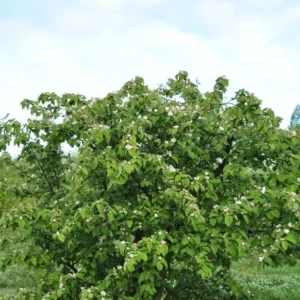 Gutui (Cydonia oblonga )‘Cognass d’Angers’ 80-100cm