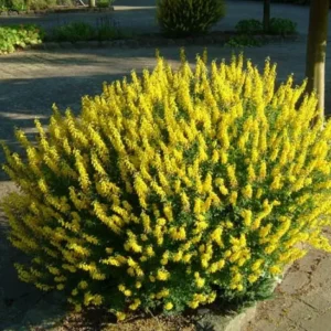 Cytisus nigricans 'Cyni'