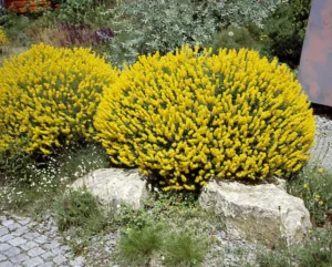 Cytisus nigricans Cyni 1