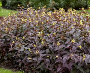 Diervilla splendens Diva PBR 1