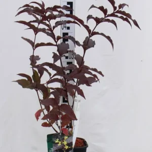 Diervilla splendens 'Diva' PBR