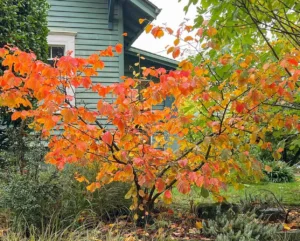 Hamamelis × intermedia 'Jelena' 4 Hamamelis × intermedia Jelena 1