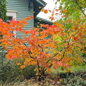 Hamamelis × intermedia 'Jelena'