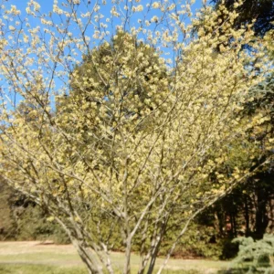 ​Hamamelis × intermedia 'Primavera' 40-60 cm