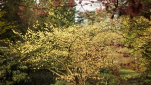 Hamamelis × intermedia Primavera 1