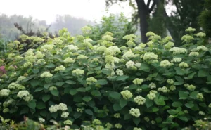 Hydrangea arborescens Lime Rickey PBR 1