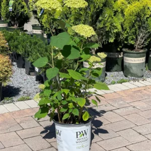 Hortensia (Hydrangea arborescens) 'Lime Rickey'