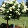 Hydrangea paniculata 'Limelight'® PBR