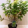 Hydrangea paniculata 'Limelight'® PBR - imagine 3