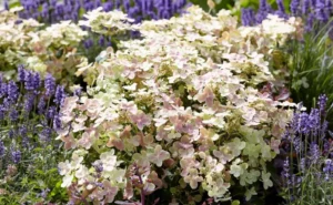 Hydrangea paniculata Polestar PBR 1