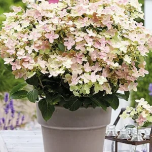 Hortensia(Hydrangea paniculata) 30-50 'Polestar'® PBR