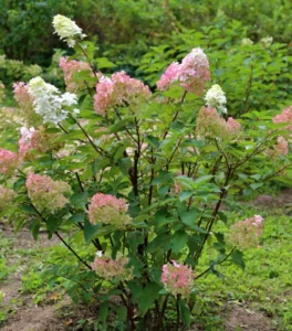 Hydrangea paniculata Sundae Fraise PBR 1