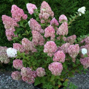 Hortensie (Hydrangea paniculata) 'Sundae Fraise'® PBR 40-60cm