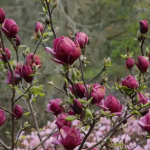 Magnolia 'Mighty Mouse' 50-70 cm