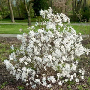 Magnolia stellata 'Waterlily' 100 cm