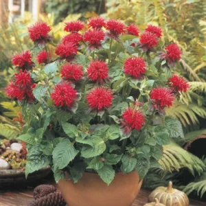 Monarda didyma 'Fireball'