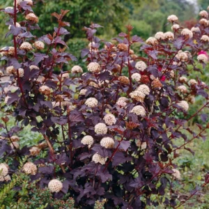 Physocarpus opulifolius 'Diabolo' 100cm