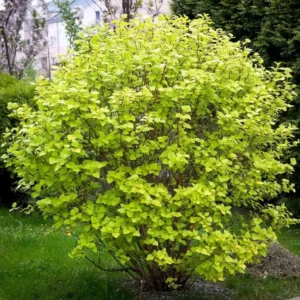 Physocarpus opulifolius Luteus 100 cm