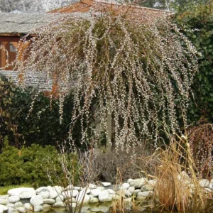Salcie (Salix caprea 'Curly Locks') 150cm