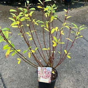 Salcie (Salix x Winter Glory) 80cm