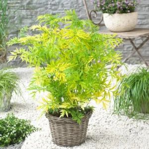 Sambucus nigra 'Golden Tower' PBR 30-50cm