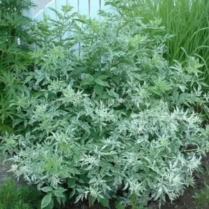 Sambucus nigra 'Pulverulenta' 30-50cm