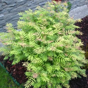 Sorbaria sorbifolia Sem PBR 30-40 cm