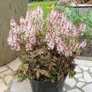 Tiarella 'Angel Wings'