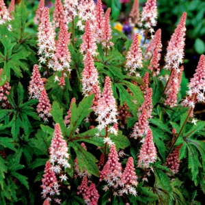 Tiarella  Pink Skyrocket
